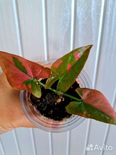 Сингониумы разные