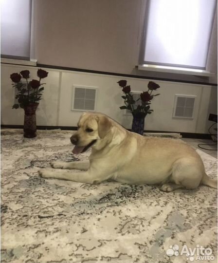 Зоогостиница для животных, передержка питомцев