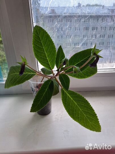 Комнатные цветы