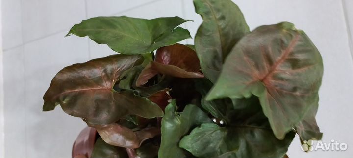 Шоколадный Сингониум Арон Браун (Брокант)