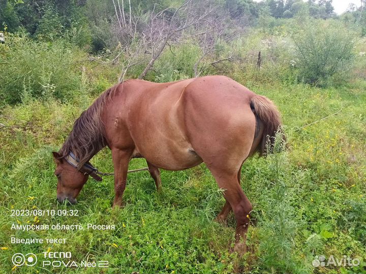 Лошадь кабыла