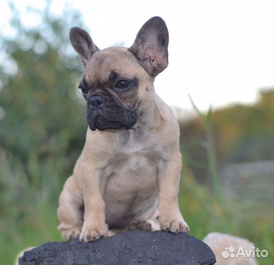 Французский бульдог мини девочка
