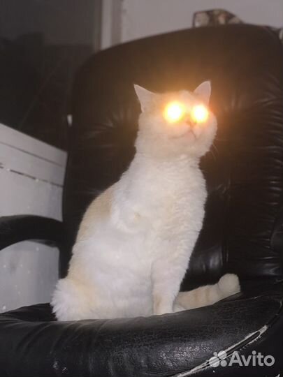 Кот в добрые руки