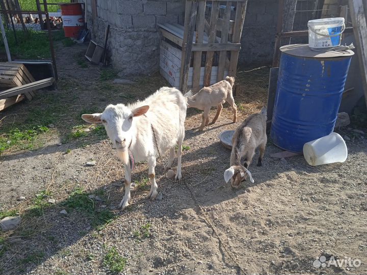 Коза дойная молочная
