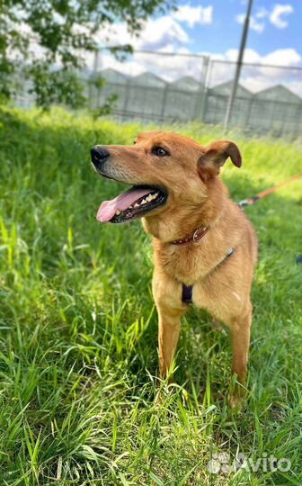 Замечательный пёс-компаньон ищет дом