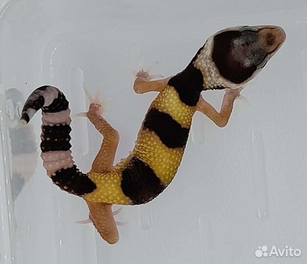 Геккон эублефар