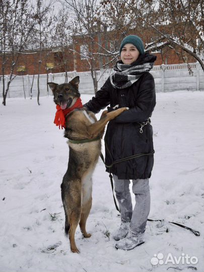 Собака по кличке Кекс в дар