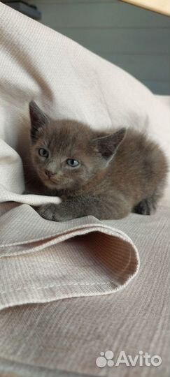 Котята малыши