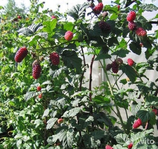 Саженцы ежемалины