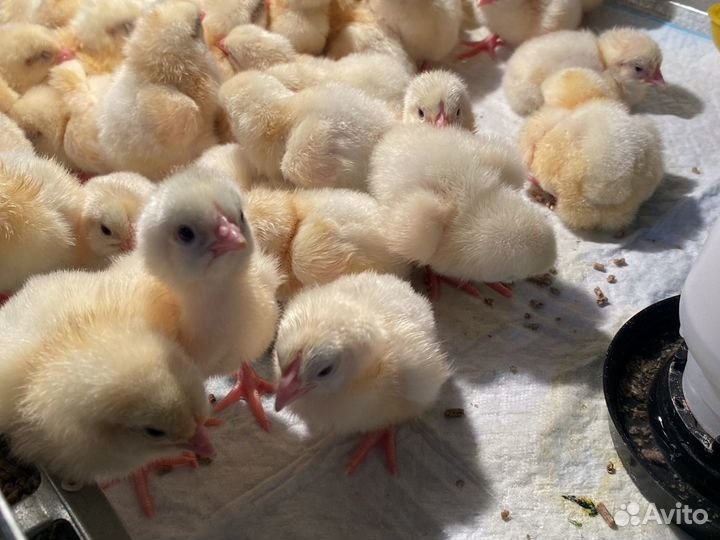 Цыплята бройлеры