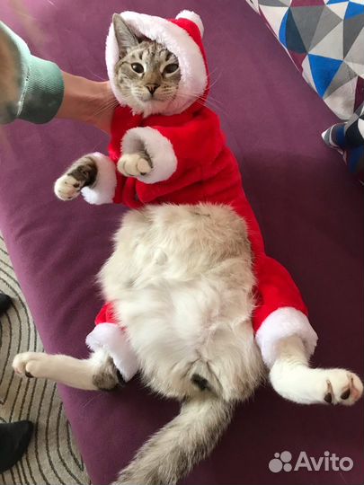 Костюм и ботинки на кошку/маленькую собачку