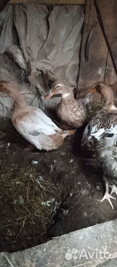 Утки голубой фаворит