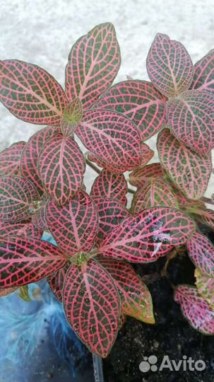 Фиттонии на срез