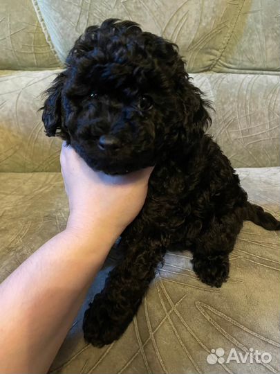 Продаются девочки той- пуделя