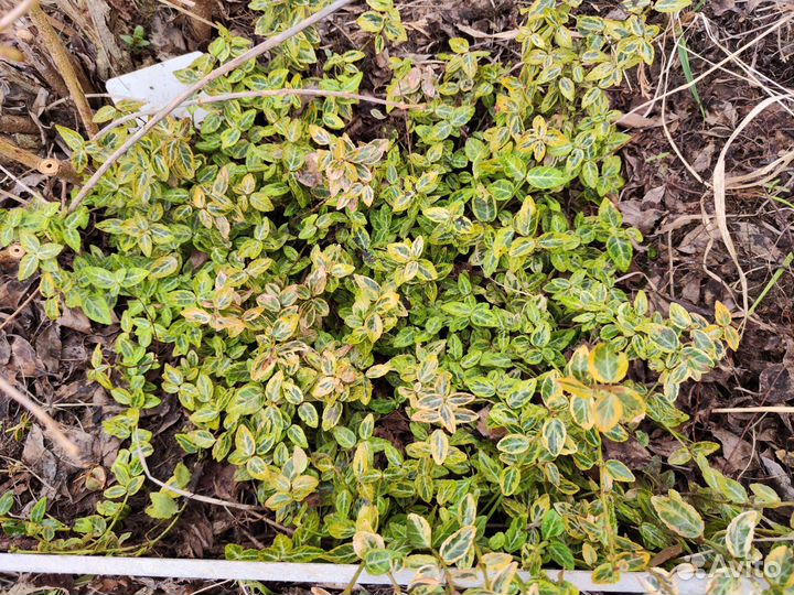 Бересклет почвопокровный