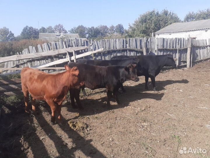 Коровы и телочки