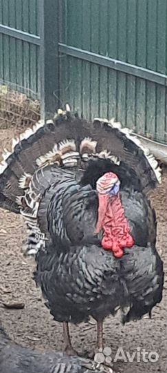 Петух, Индюки