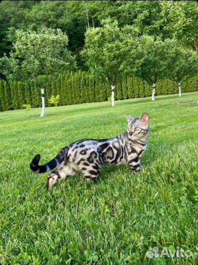 Серебряные котята