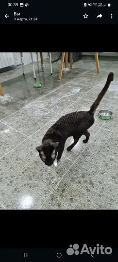 Корниш-рекс