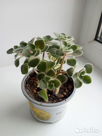 Комнатные растения Аихризон -Дерево любви