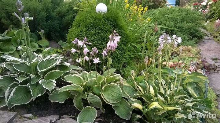 Сортовые хосты