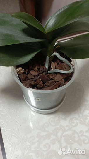 Орхидея фаленопсис