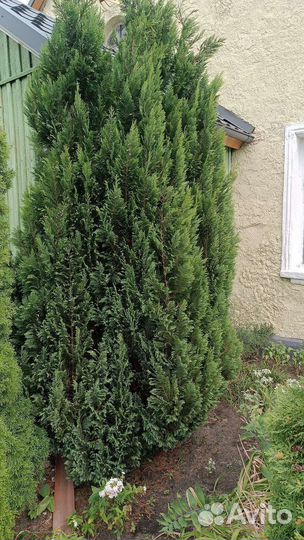 Можжевельник, туи, сосны