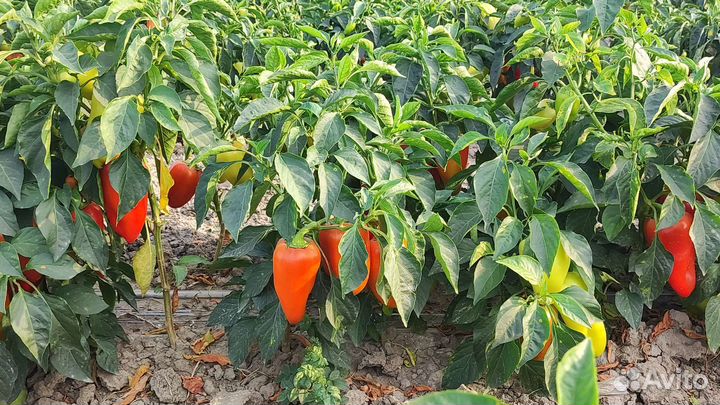 Перец болгарский оптом