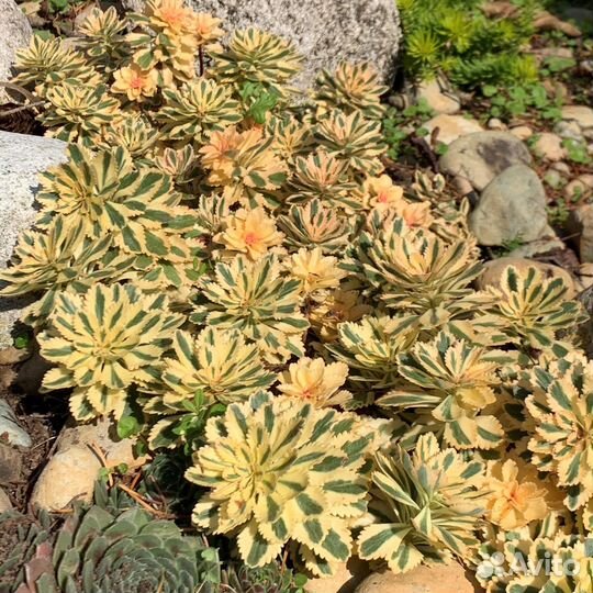 Седум Атлантис