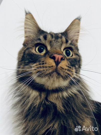 Обучение основам предоставления услуг передержки