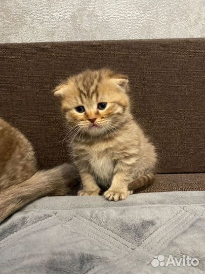 Шотландская вислоухая шиншилла