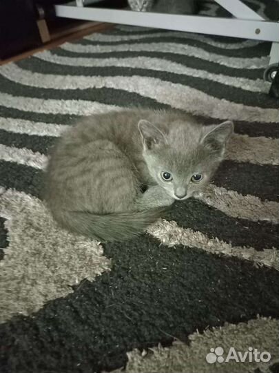 Вислоухие котята