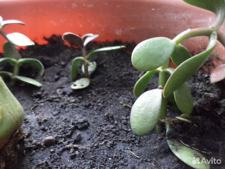 Маленькое деревце