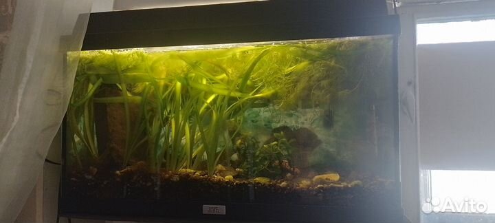 Аквариумы