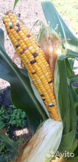 Кукуруза на семена