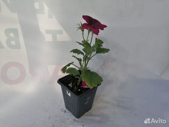 Пеларгония королевская (герань) №7, 0.3-0.5 л