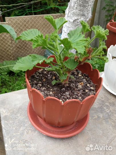 Сортовые пеларгонии