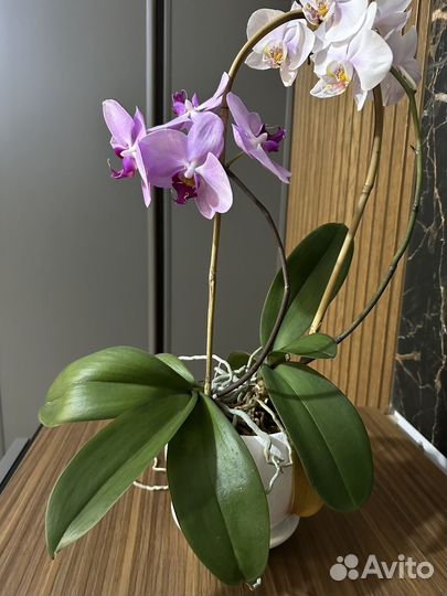 Орхидея фаленопсис