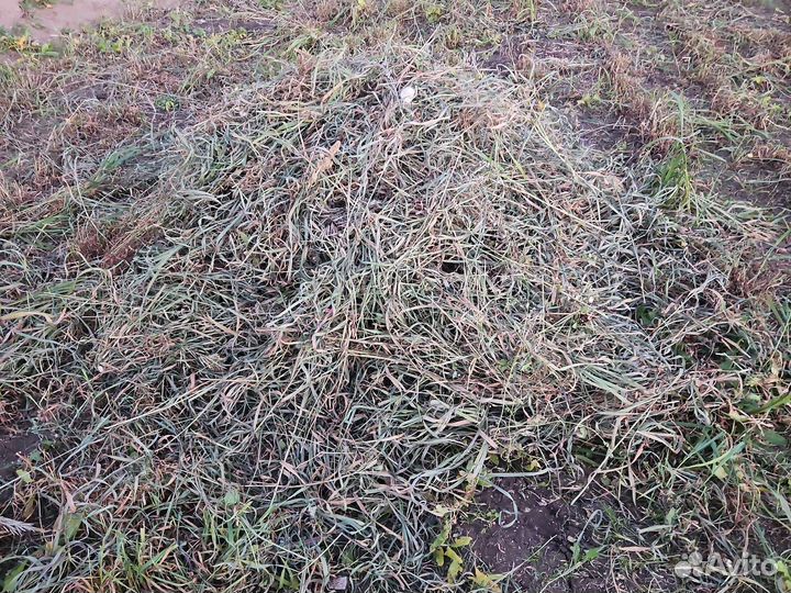 Сено костёр