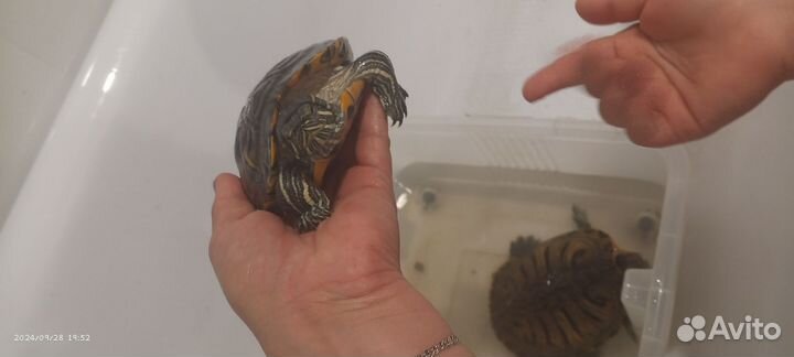 Красноухая черепаха