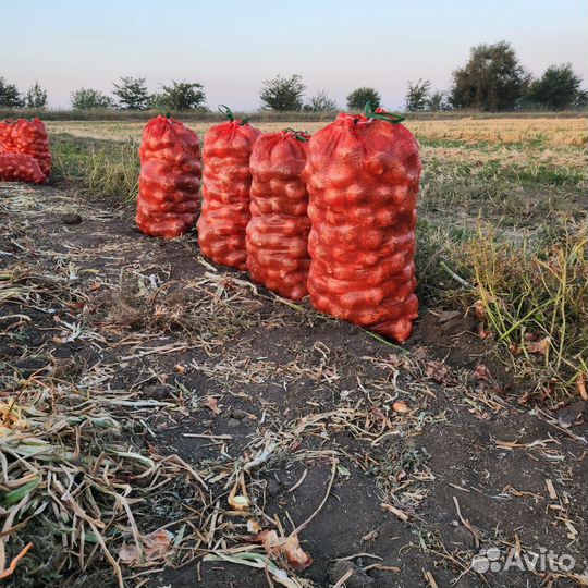 Лук фиолетовый, жёлтый, картофель