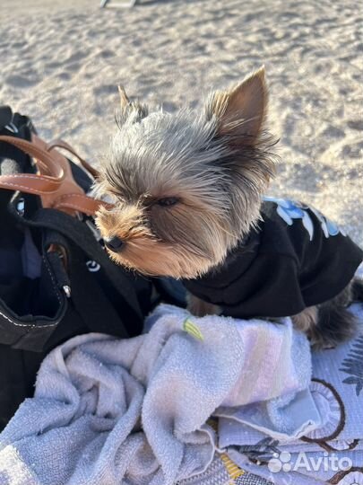 Вязка. Йоркширский терьер мини