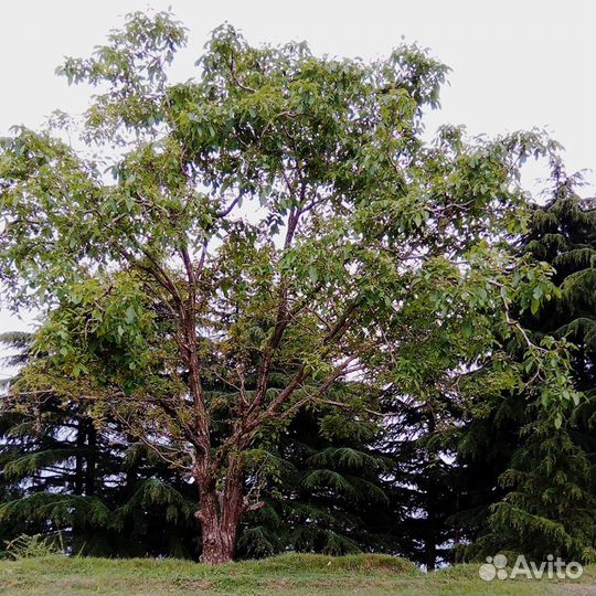 Саженцы маньчжурский орех, крупноплодный, северный