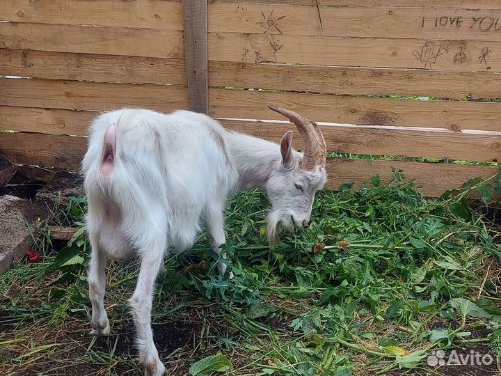 Козел зааненский