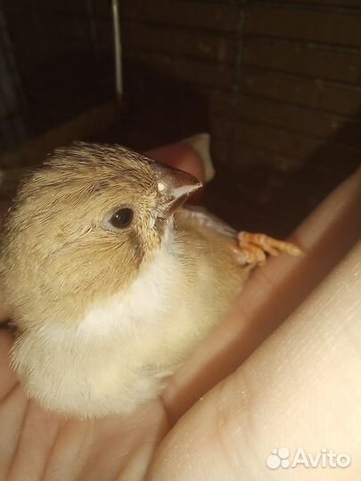 Птицы-амадины - 2 самочки