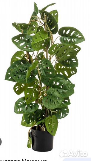 Монстера манки