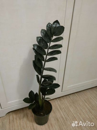 Замиокулькас Черный Равен