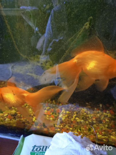 Продам Золотую рыбку