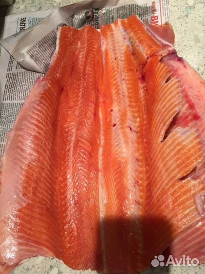 Форель живая