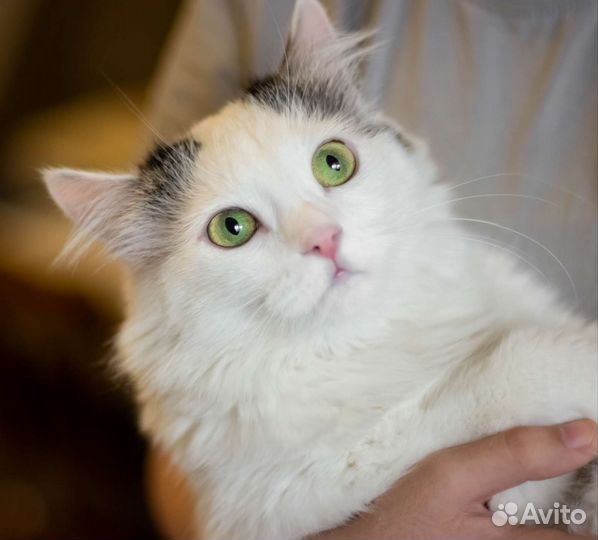 Зеленоглазая кошечка в дар